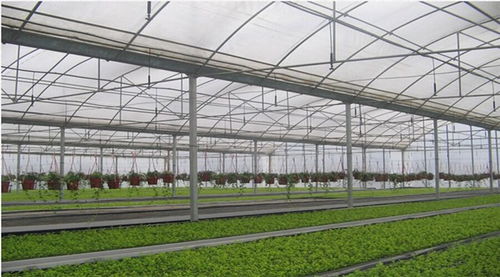 连栋温室大棚下蔬菜基地的选择与建设要点